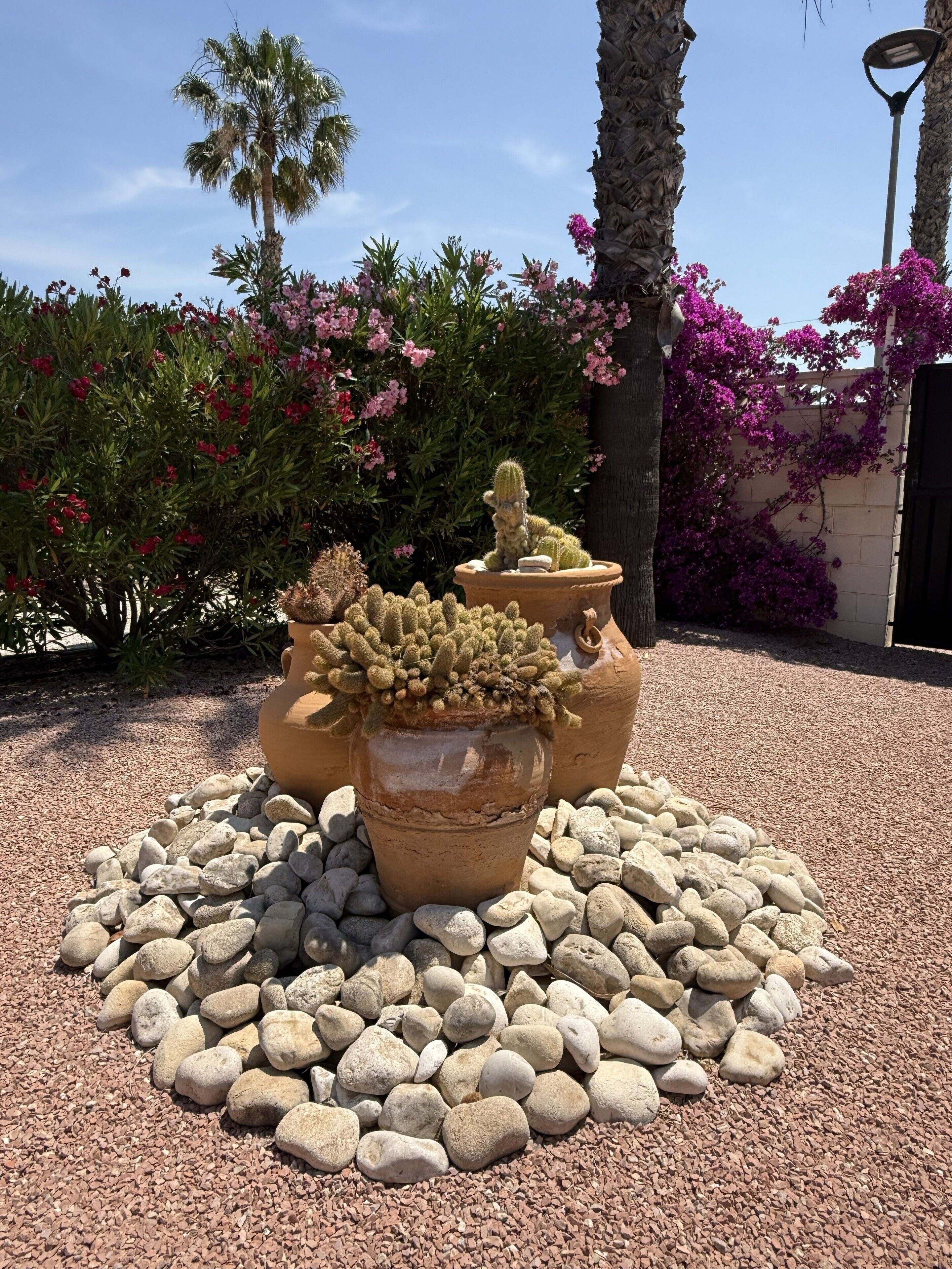 A garden with potted cacti and flowering plants, surrounded by rocks.