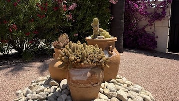 A garden with potted cacti and flowering plants, surrounded by rocks.