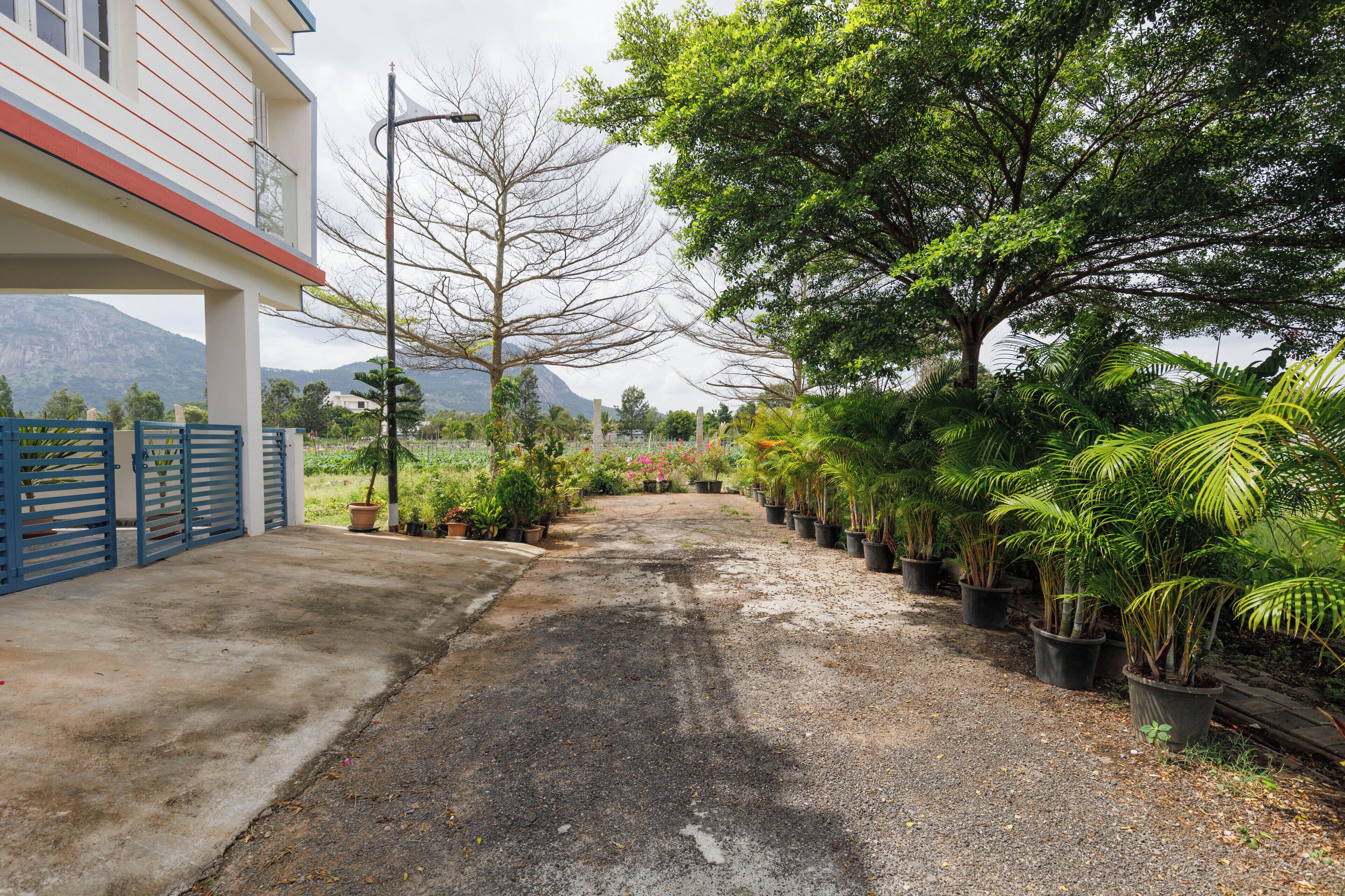 A paved pathway leading to a building with a blue gate, surrounded by potted plants and trees.