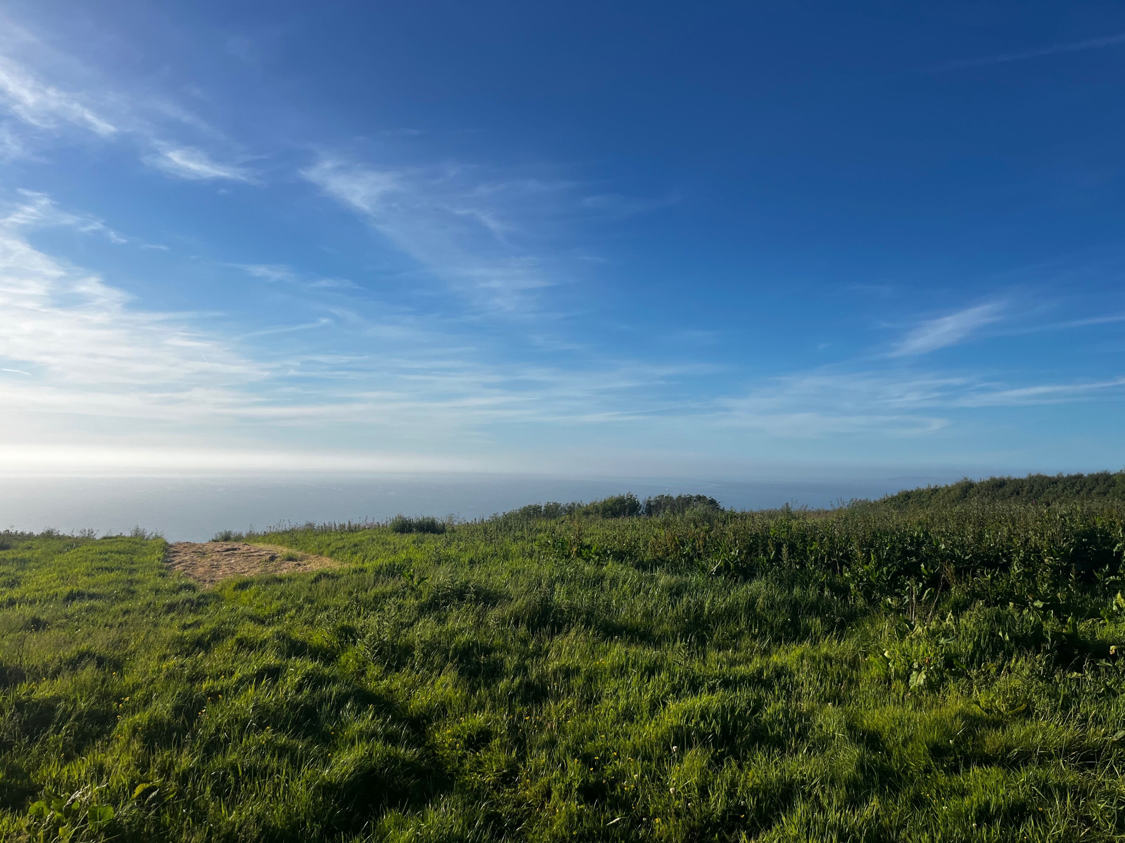 A grassy field with a clear sky.