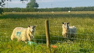 Un champ clôturé où se trouvent deux moutons.