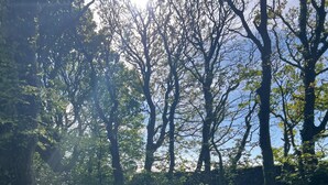Miscellaneous - Fern Cosy Woodland Shepherds Hut Walk to Sea (Holyhead)
