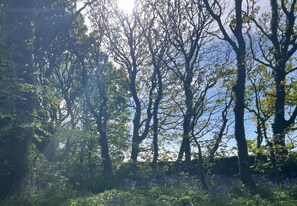 Miscellaneous - Fern Cosy Woodland Shepherds Hut Walk to Sea (Holyhead)