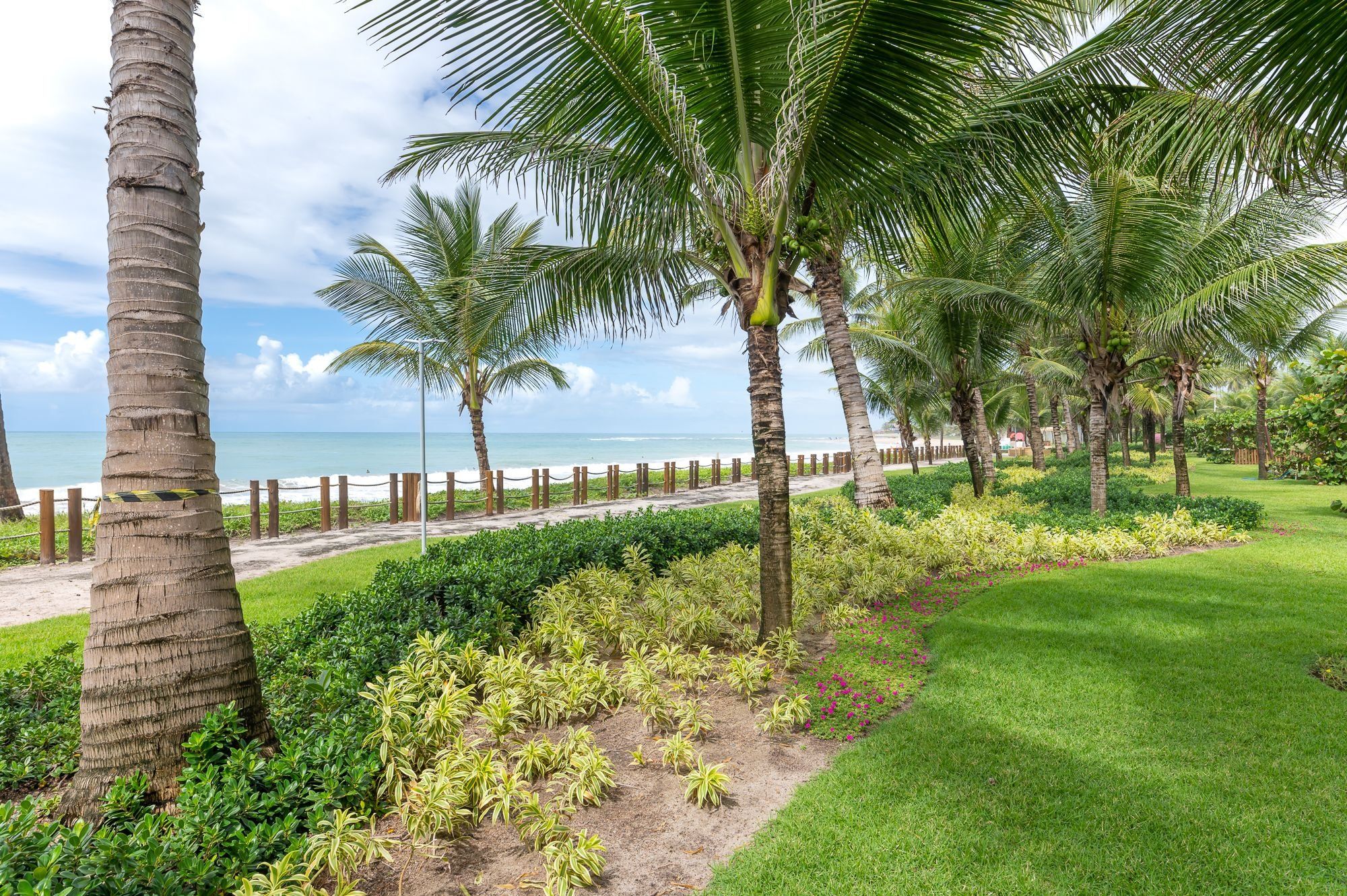 A coastal landscape with palm trees, a sandy path, and a grassy area.