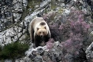 Un oso camina por terreno rocoso y con vegetación escasa.