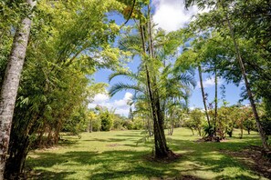 Üppige grüne Landschaft mit verschiedenen Bäumen und blauem Himmel.