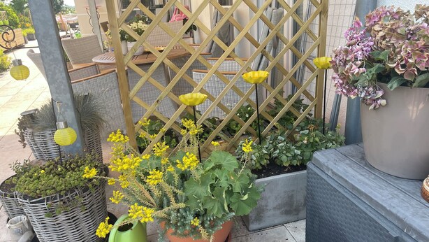 Studio Harmonie (Harmonie) | Terrasse/patio