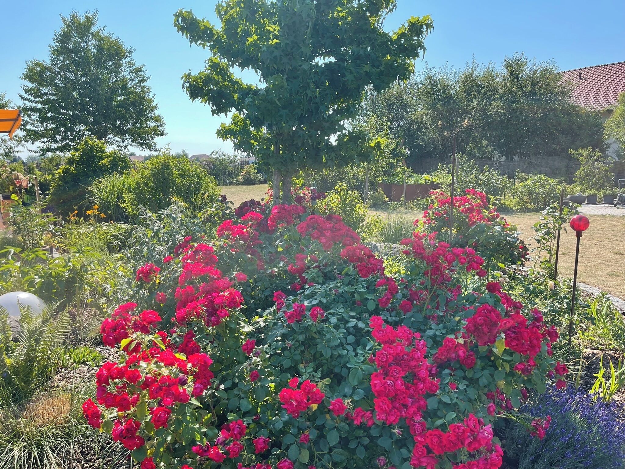 Un jardin agrémenté de fleurs rouges et d’une grande variété de plantes vertes.