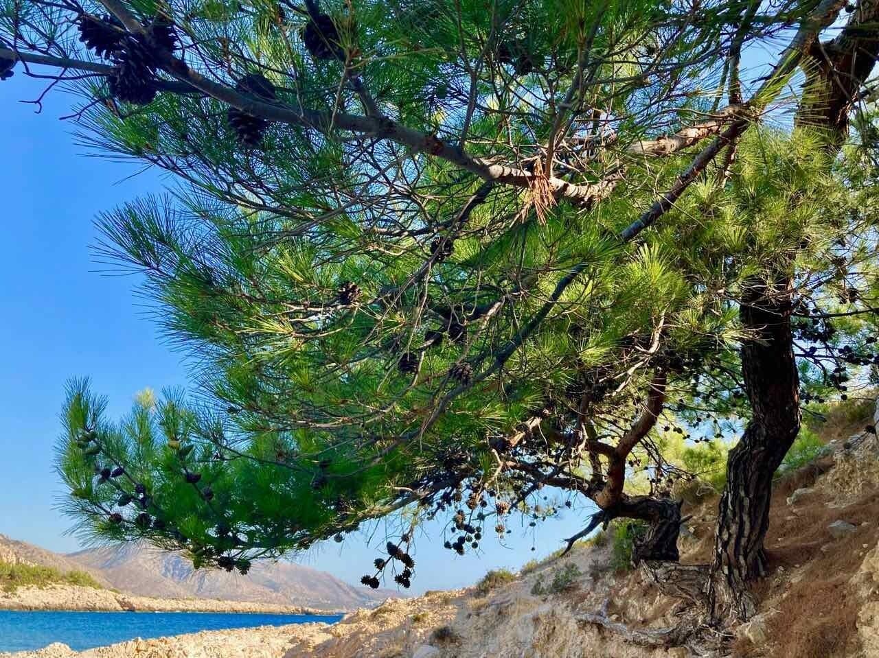 A coastal landscape with a pine tree and a clear blue sky.