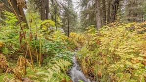 Un área boscosa con un arroyo que la atraviesa.