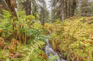 A forested area with a stream running through it.