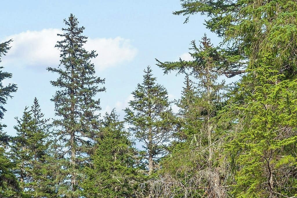 Une forêt dense, peuplée de grands arbres à feuilles persistantes.