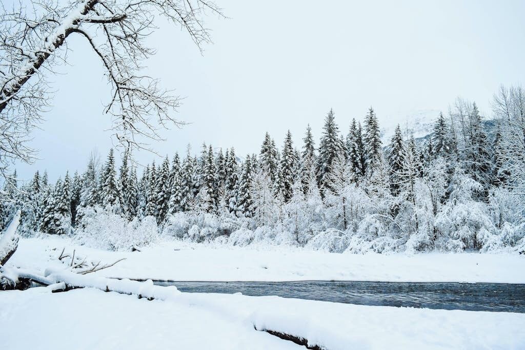 A snow-covered landscape with a river, dense coniferous trees, and a clear sky.