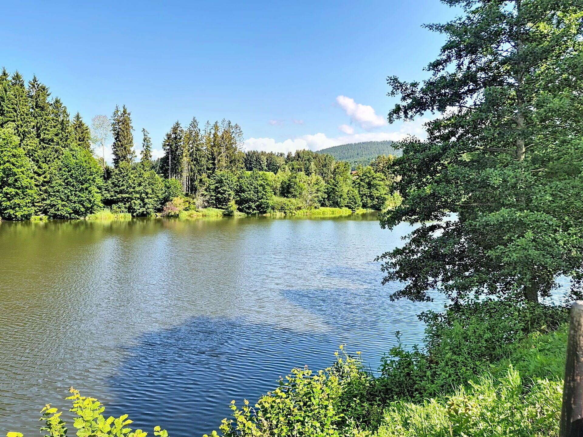 Ein stiller See, umgeben von dichtem Wald und einem klaren Himmel.