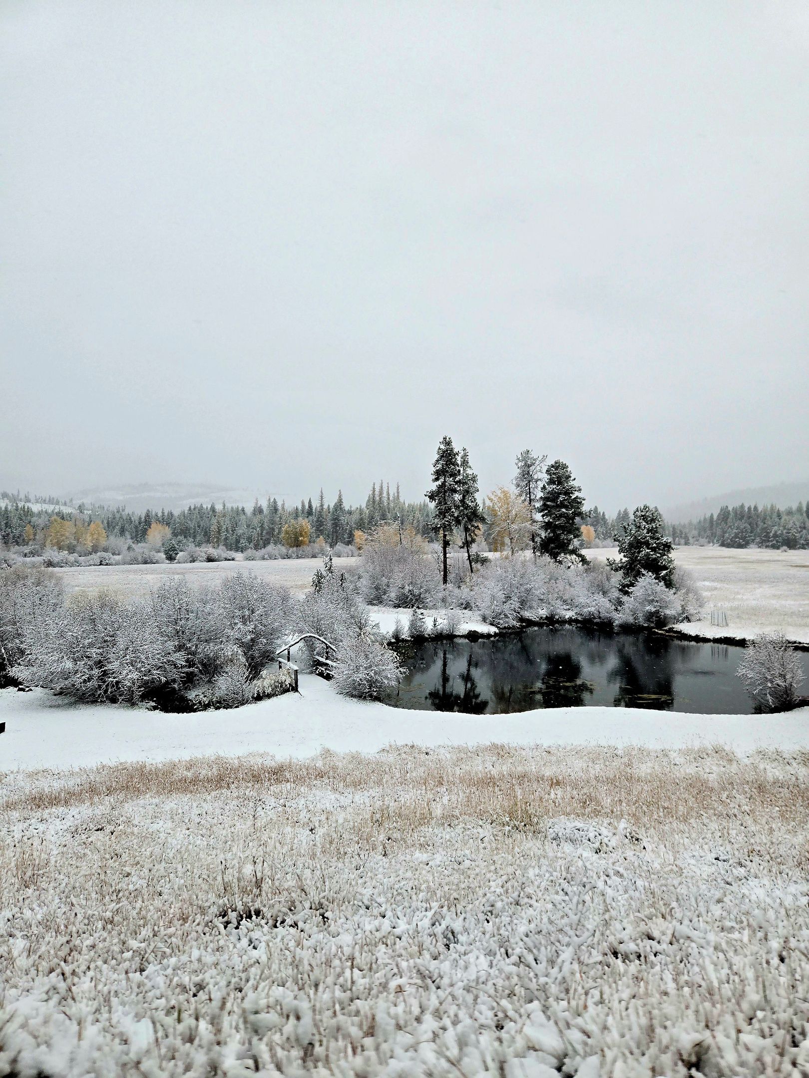 A snowy landscape with a body of water, trees, and a distant forest.