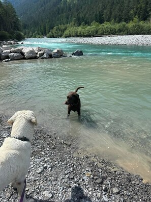 Two dogs near a river with a rocky shore and a forested background.