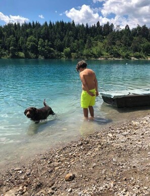 A person standing at the edge of a lake with a dog, surrounded by a forested area.