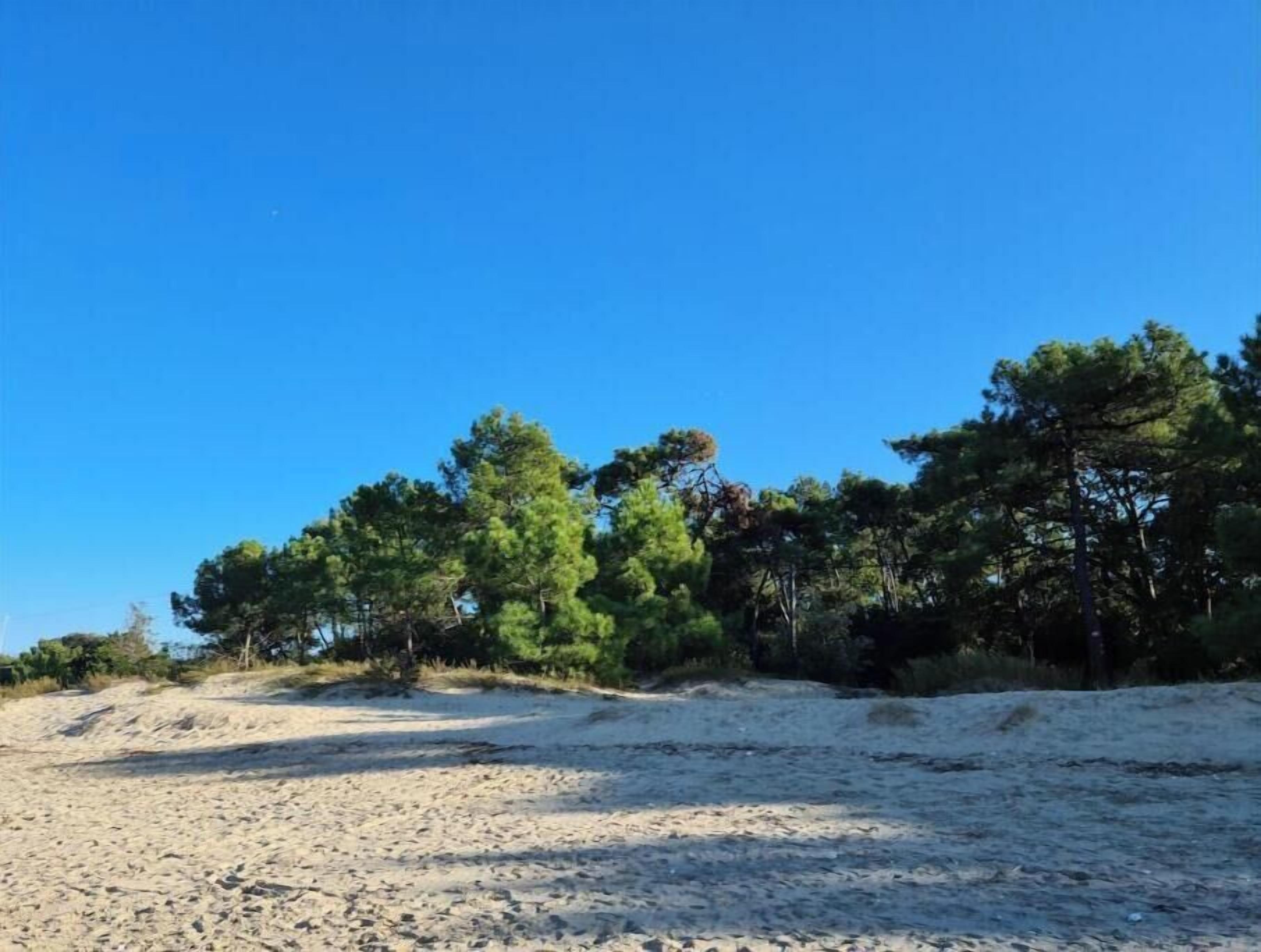 Une plage de sable avec des arbres en arrière-plan.