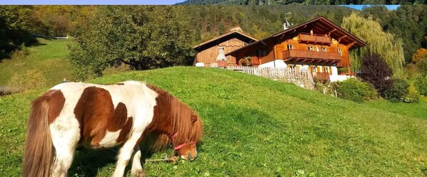 Ländliche Szenerie mit einem Holthaus auf einem Hügel, einem weidenden Pferd im Vordergrund und einem bewaldeten Hintergrund.
