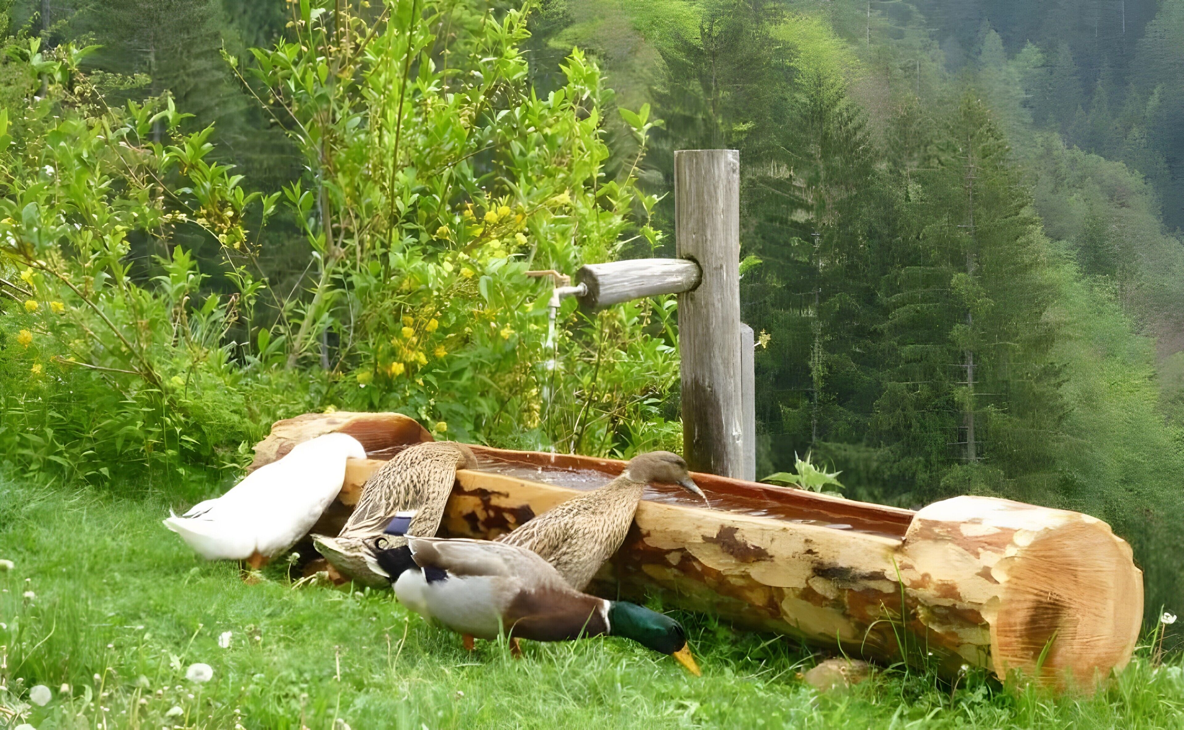 Ein hölzernes Tröge mit Wasser, umgeben von Grünpflanzen und bewaldeter Landschaft.