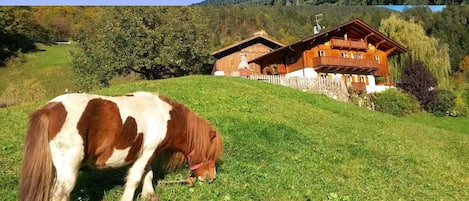 Entorno rural con una casa de madera en una colina, un caballo pastando en primer plano y un bosque al fondo.