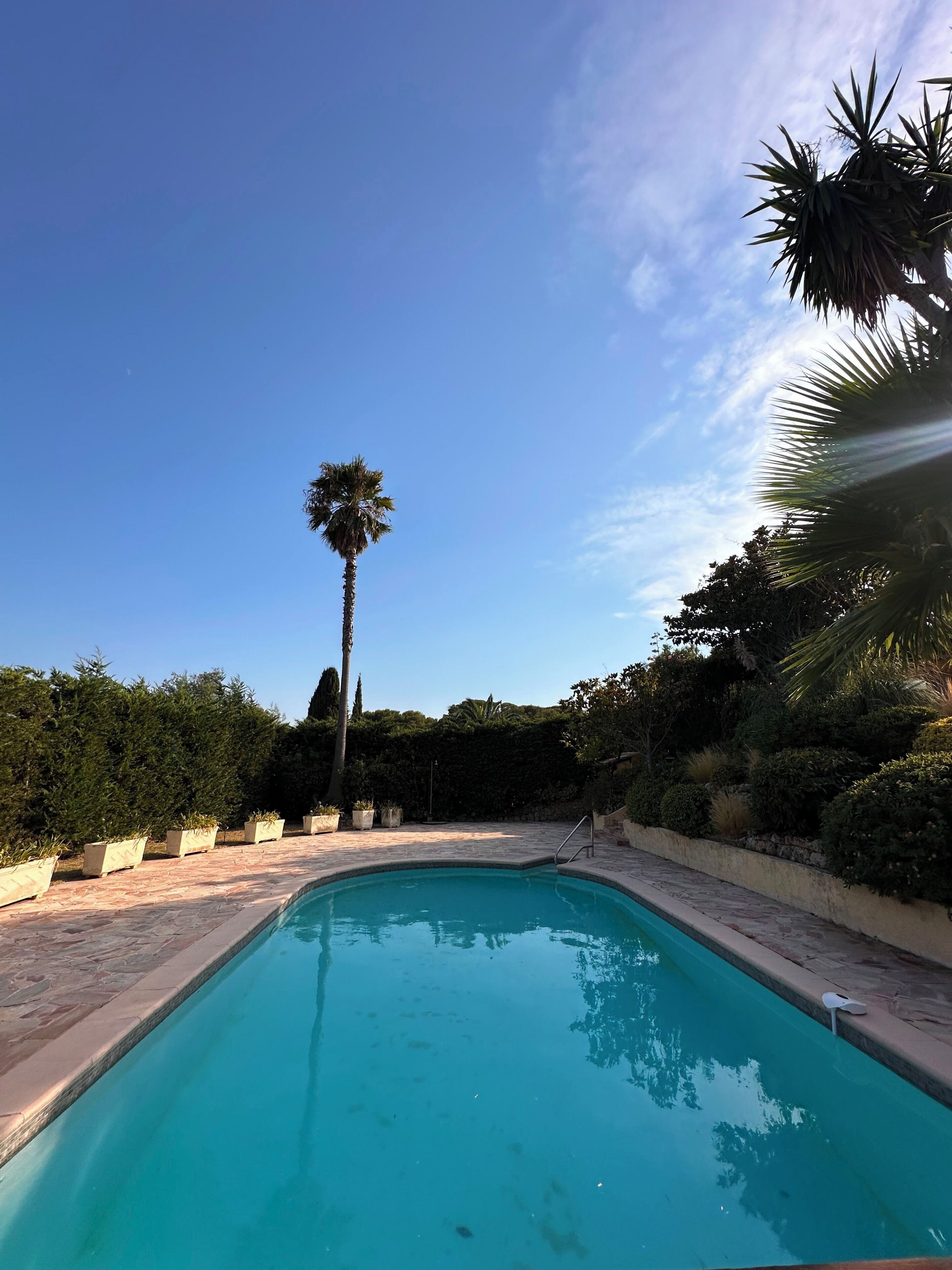 Una piscina con un cielo azul despejado, rodeada de vegetación y una palmera.