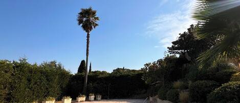 Una piscina con un cielo azul despejado, rodeada de vegetación y una palmera.
