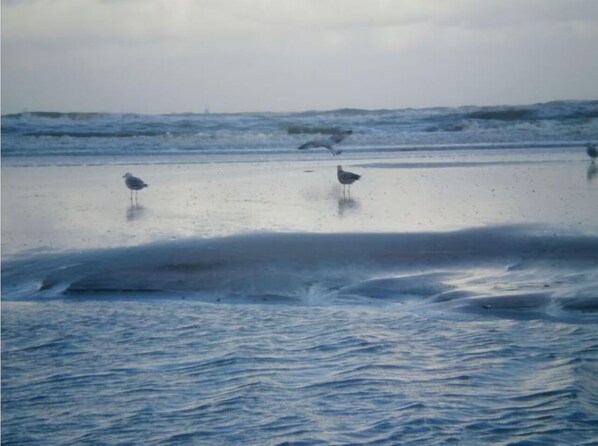 A beach scene with waves and seagulls.