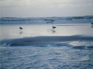 Escena de platja amb onades i gavines.