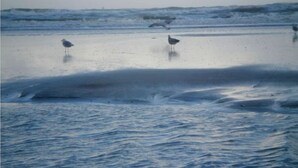 Une scène de plage avec des vagues et des mouettes.