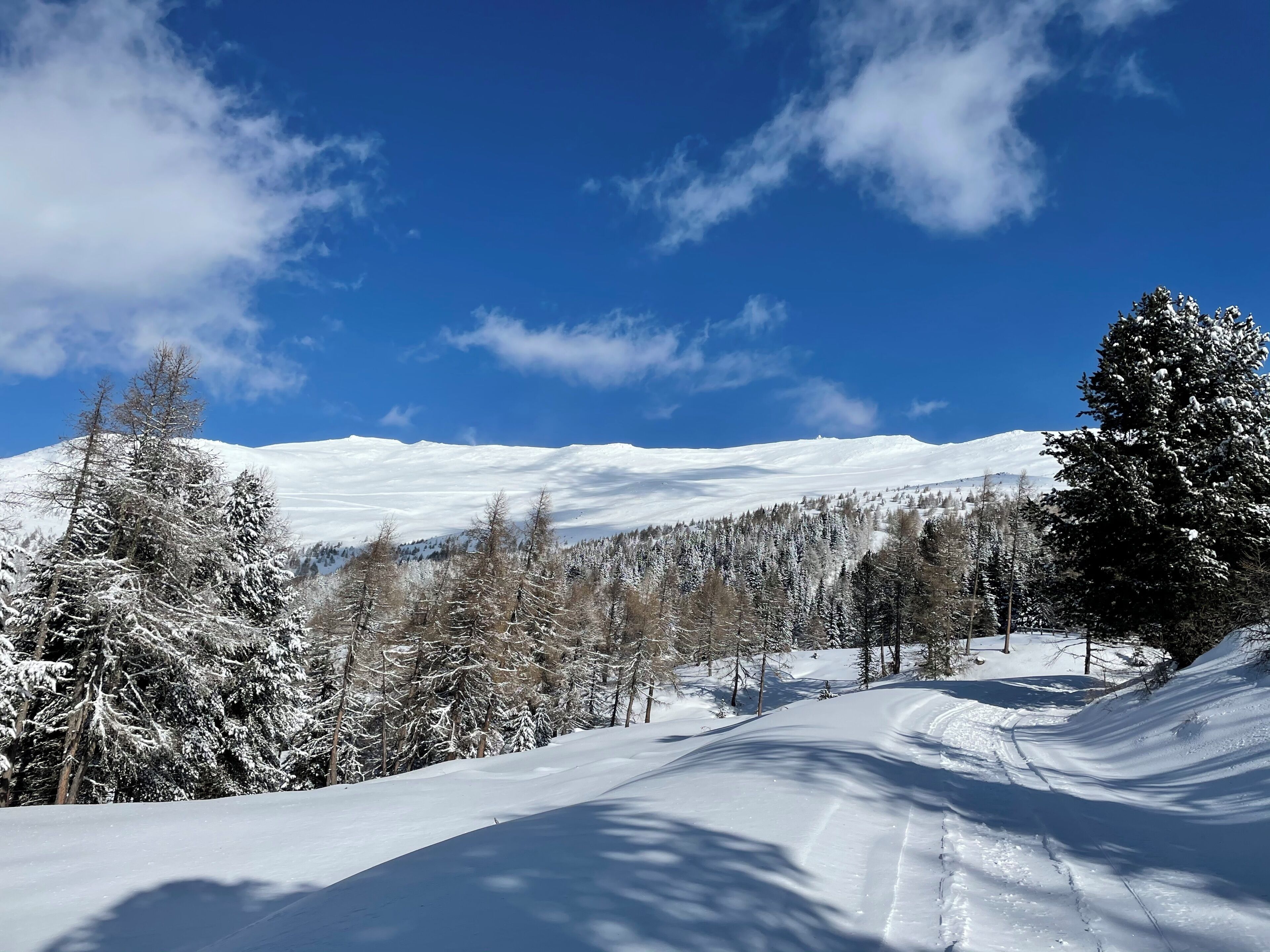 A snowy landscape with a clear sky, a snow-covered mountain, and a forest.