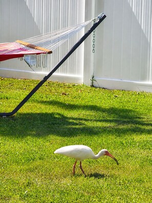 A white bird on grass with a hammock and a white fence in the background.