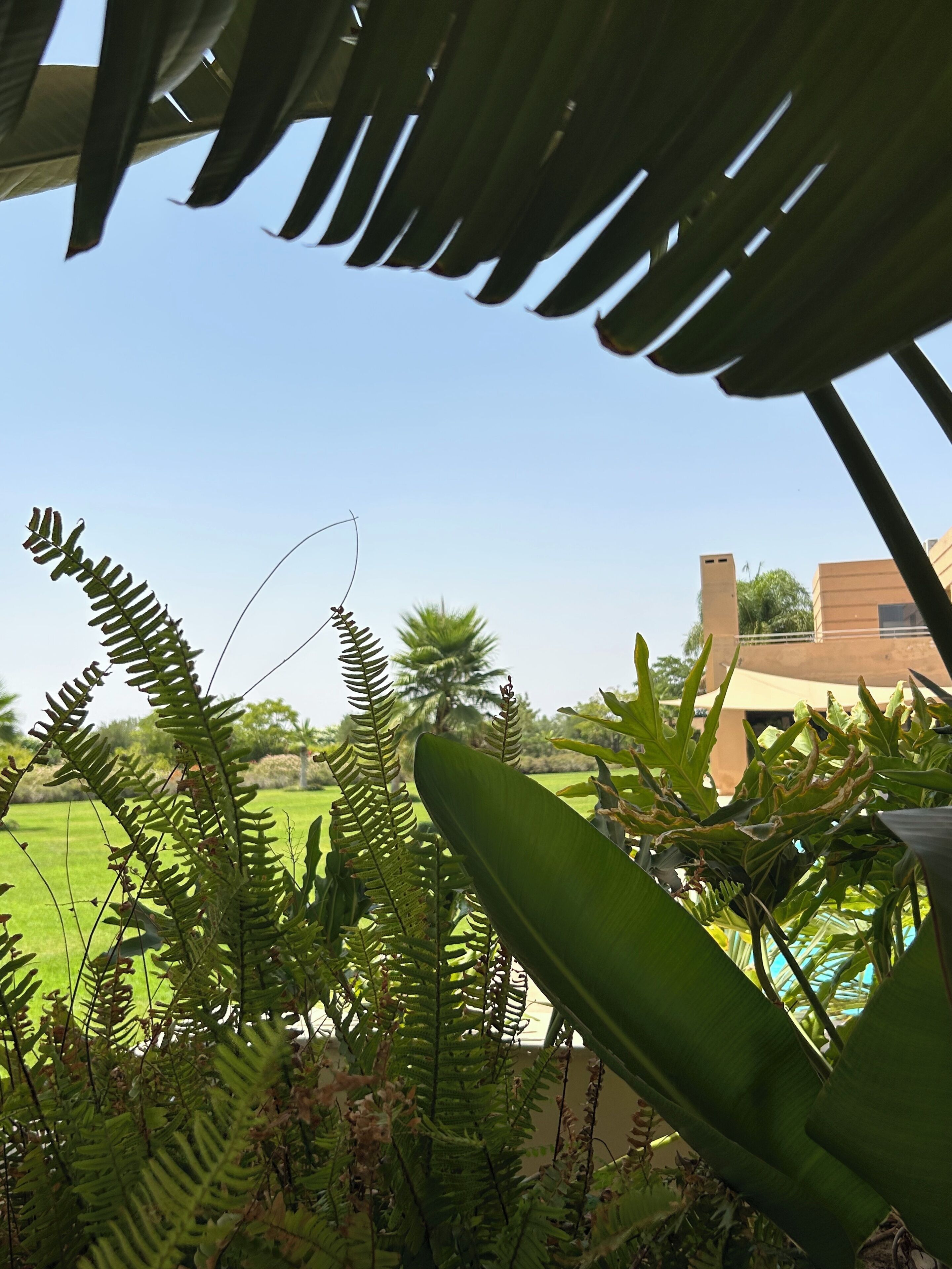 A view of a lush garden with various plants and a clear sky.