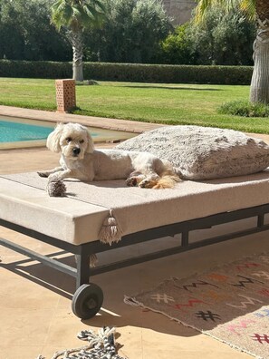 Ein Hund liegt auf einer Liege am Pool.