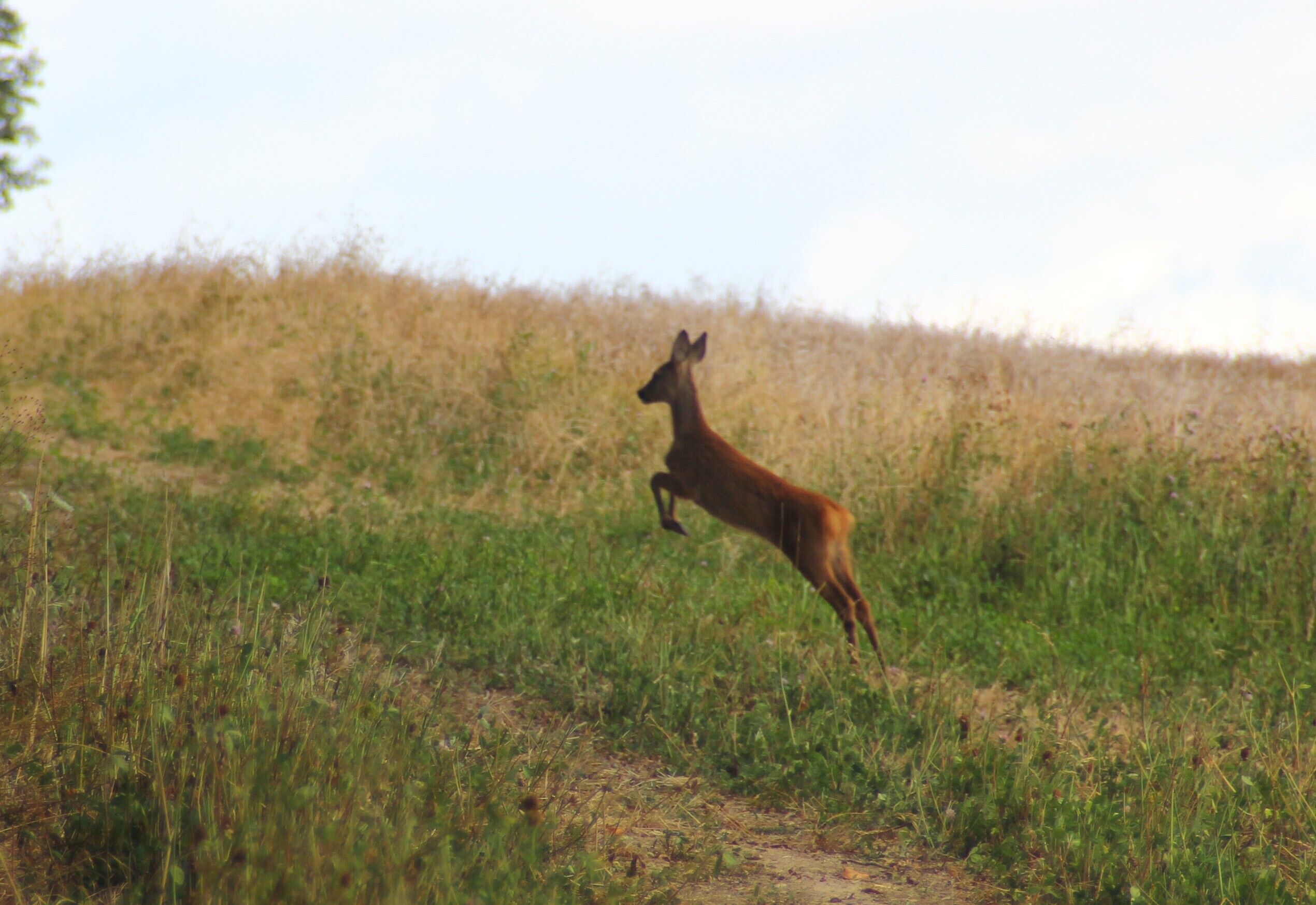 Ein Reh in einer natürlichen Umgebung mit einem Feldweg.