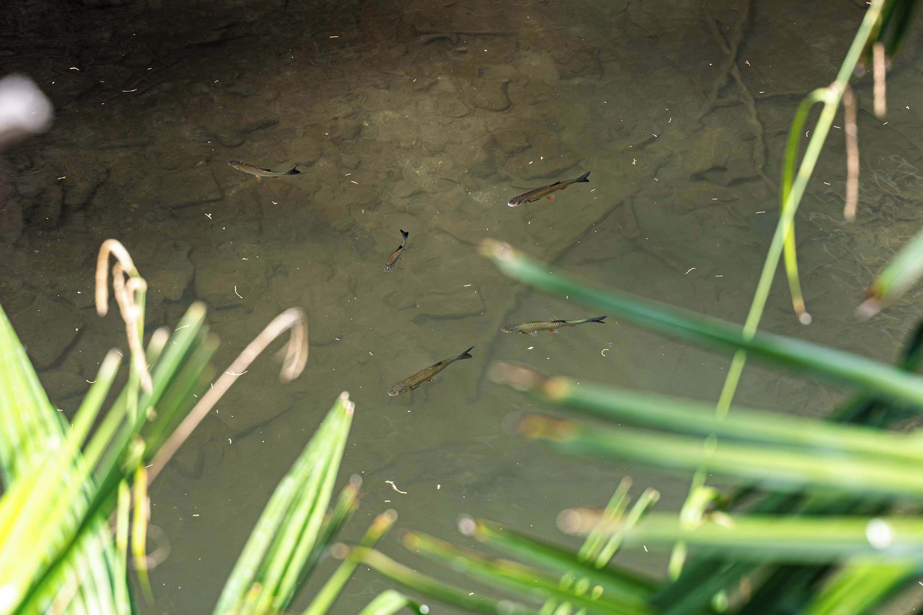 Ein Teich mit mehreren schwimmenden Fischen, umgeben von Gras.
