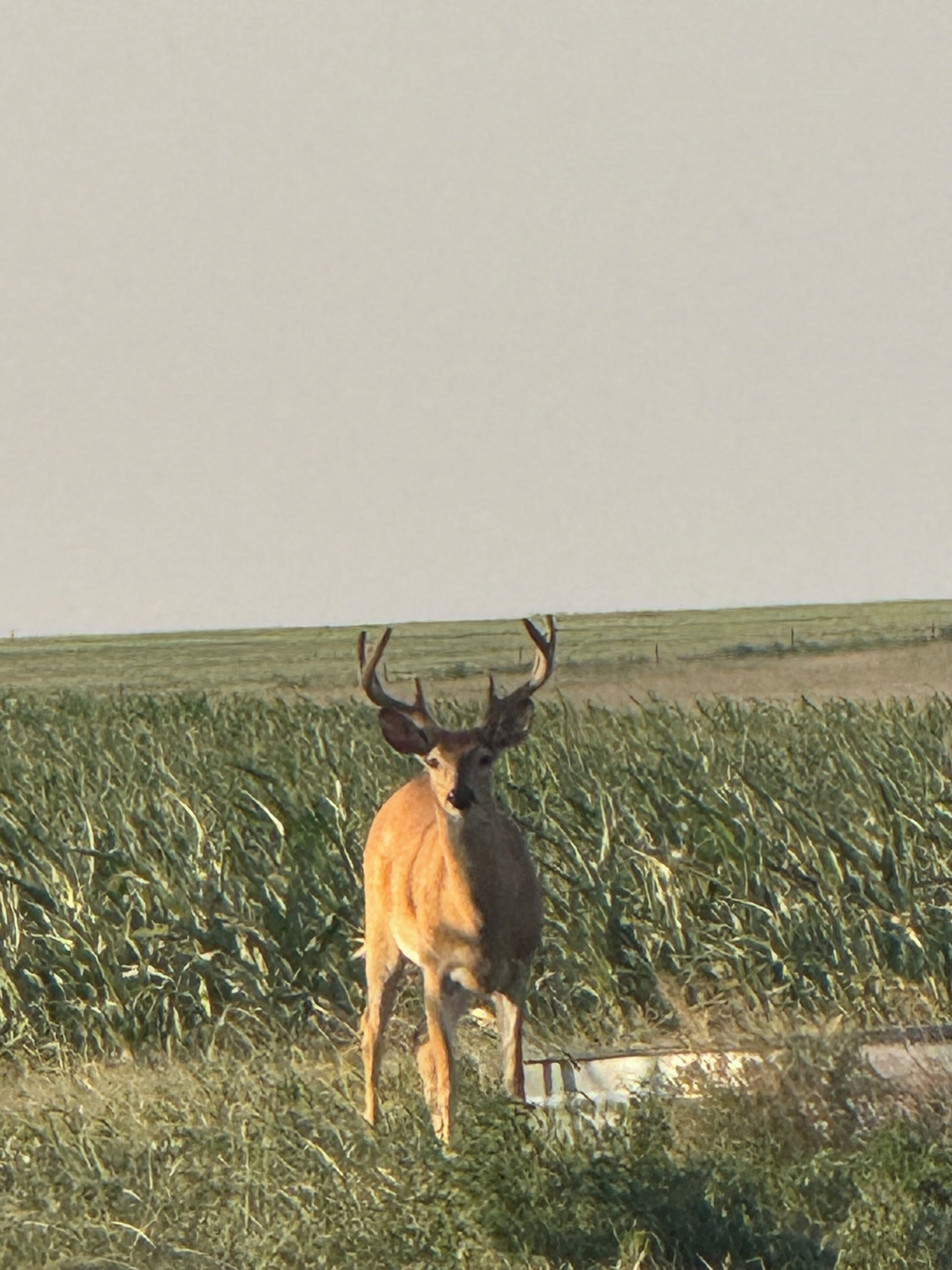 A deer in a field with a clear sky.