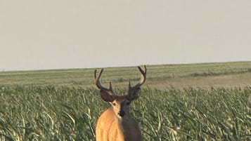 A deer in a field with a clear sky.