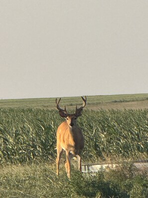 A deer in a field with a clear sky.