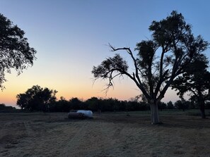 A rural landscape with a large tree, hay bales, and a clear sky.