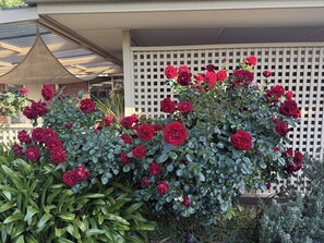 A garden with red roses and green foliage. - Hahndorf Home | Walk to Main St | Sleeps 8 (Hahndorf)