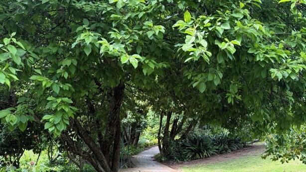 Un chemin de jardin pavé, bordé d’une végétation luxuriante et de plantes en fleurs.