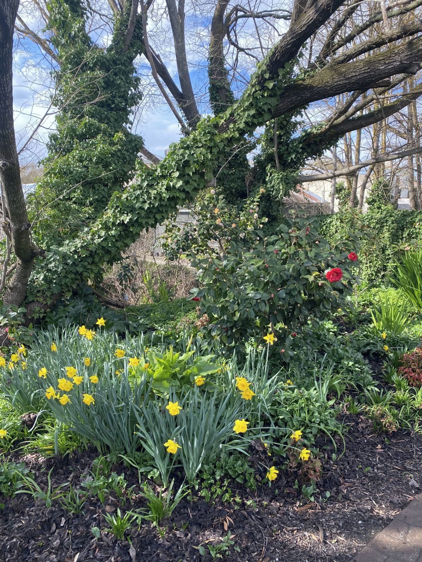 A garden with yellow daffodils, green foliage, and a tree with ivy.