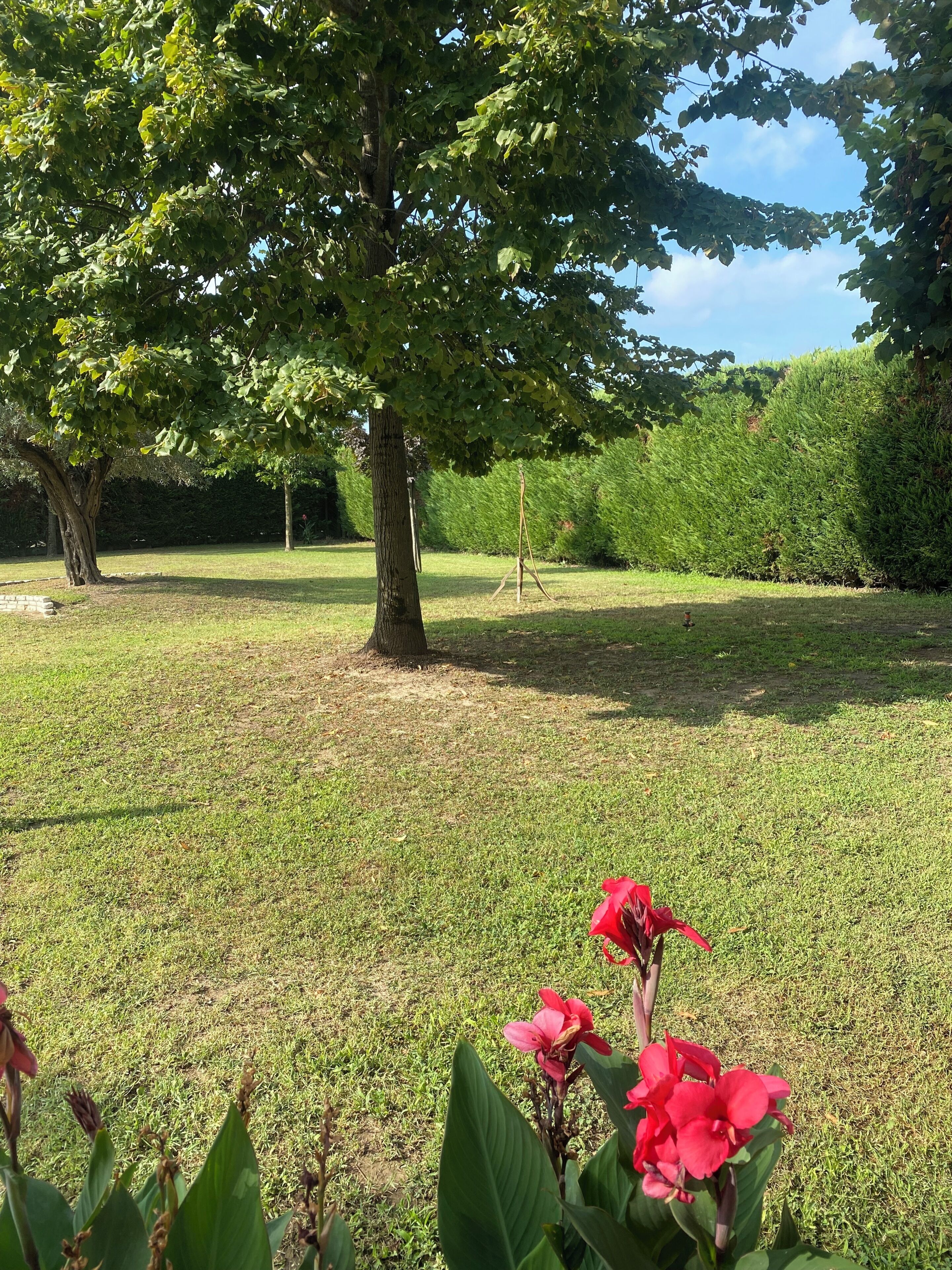 A grassy outdoor area with a large tree and red flowers in the foreground.