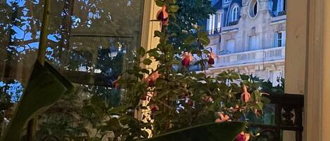Vista a través de una ventana con un edificio al fondo, un árbol con hojas y un cielo despejado.