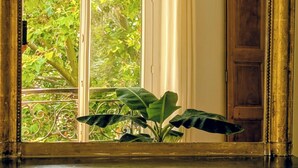 A room with a window, a plant on the windowsill, and a wooden door. - Parisian charm, sunny apartment, beautiful views (Paris)