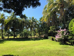 A lush green lawn with palm trees and flowering bushes.