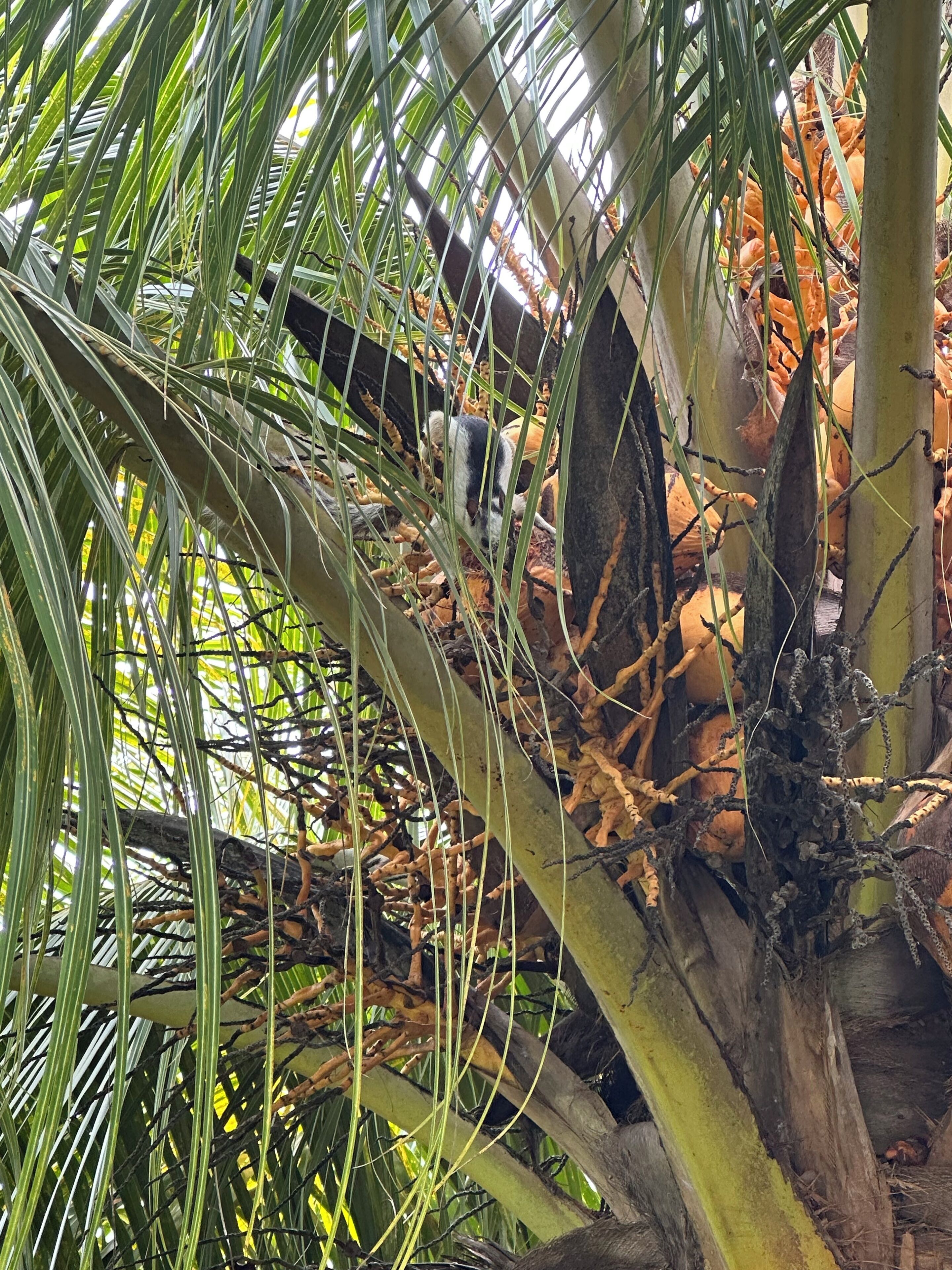 Eine Palme mit Kokosnüssen und einem Vogel, der auf einem Ast sitzt.