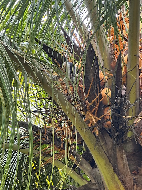 A palm tree with coconuts and a bird perched on a branch.