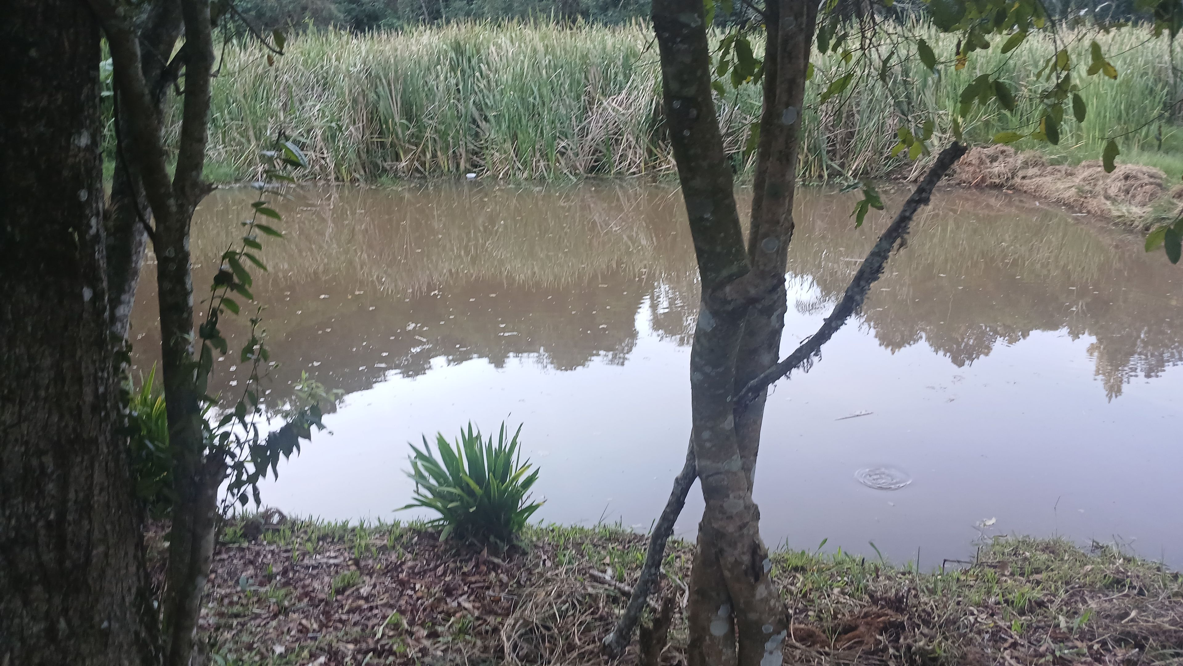 Un estanque rodeado de árboles y vegetación.